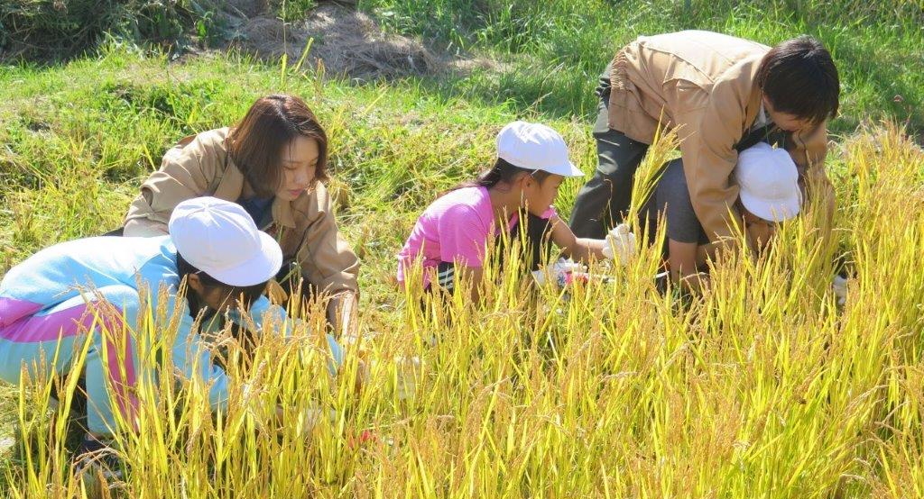 【食農教育活動】青空の下で小学生が稲刈り体験！