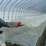 玉ねぎの床伏せの様子3