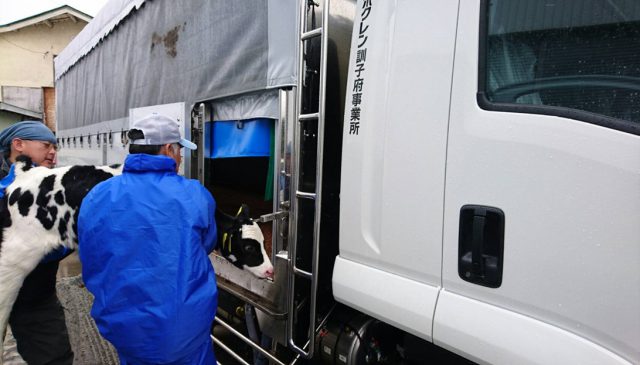 子牛を集荷する様子