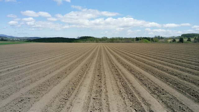 馬鈴薯植え付け後の畑