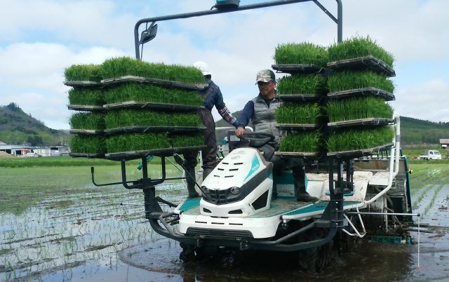 水稲苗移植作業の様子1