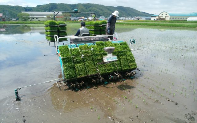 水稲苗移植作業の様子2