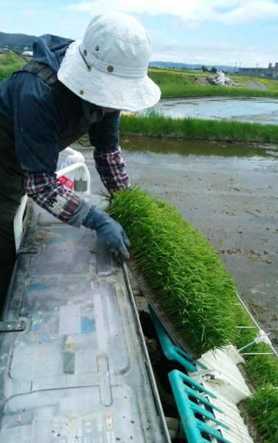 水稲苗移植作業の様子3