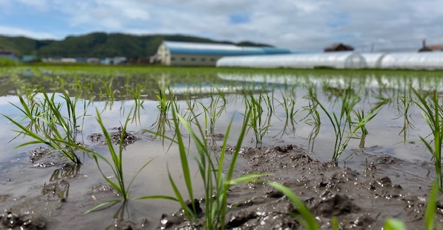 令和2年産水稲（もち米）の植え付けが終盤を迎えています！