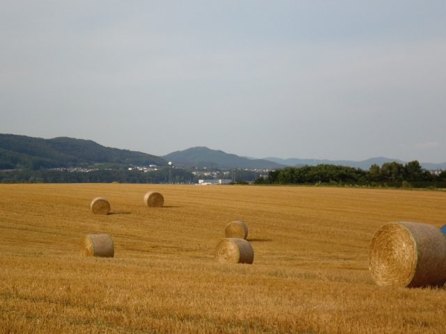 麦稈ロールのある風景