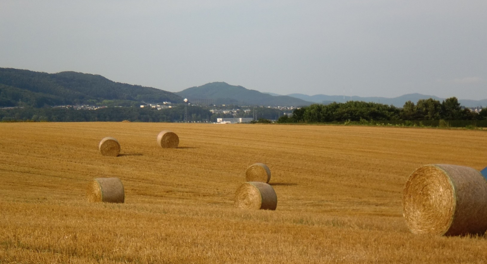 刈り取り後の小麦畑でよく見る ”麦稈（ばっかん）ロール” の重さは何kg？