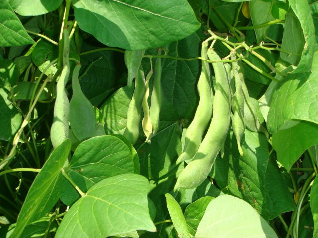 ①	生育途中の白花豆のサヤ