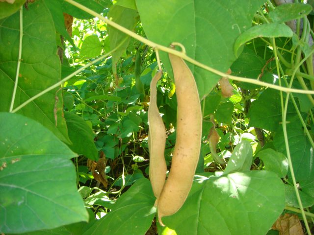 ②	仕上がり始めた白花豆のサヤ