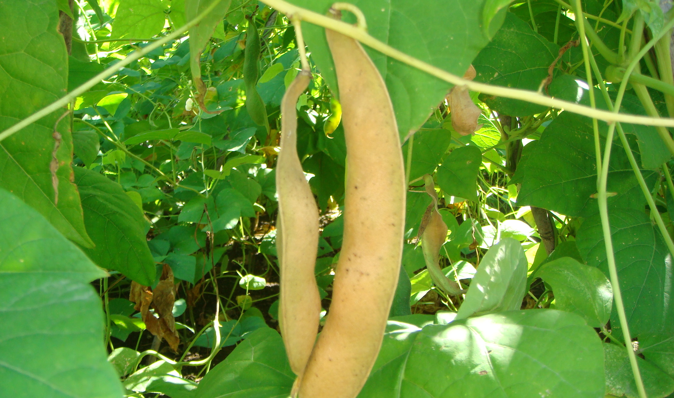 高級菜豆の白花豆が順調に生育しています！