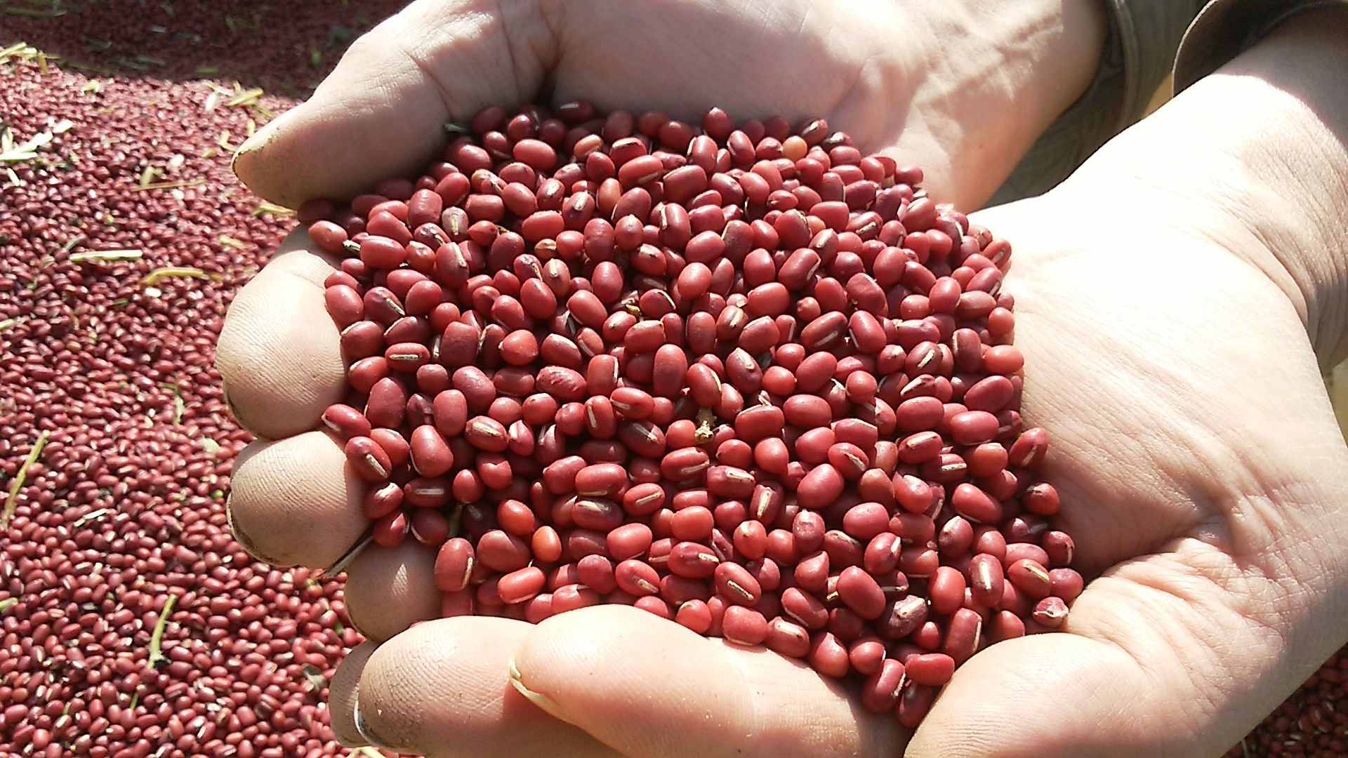 小豆の収穫作業が9月下旬より始まっています！ | JAきたみらい
