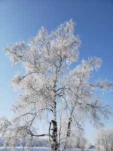 2021年2月の風景