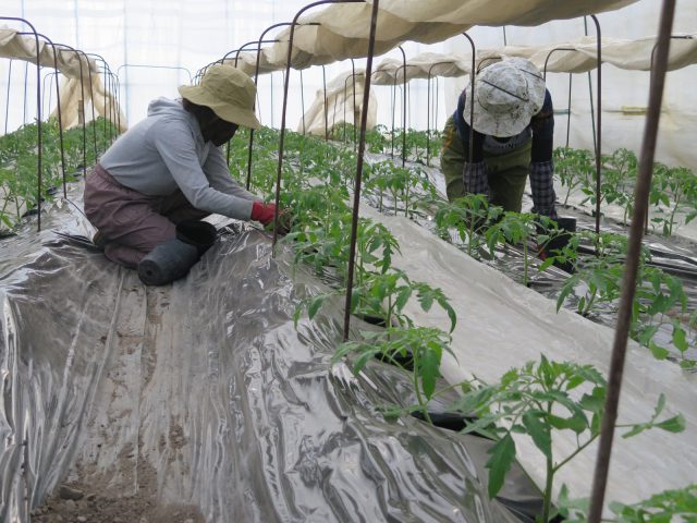 トマトの定植作業1