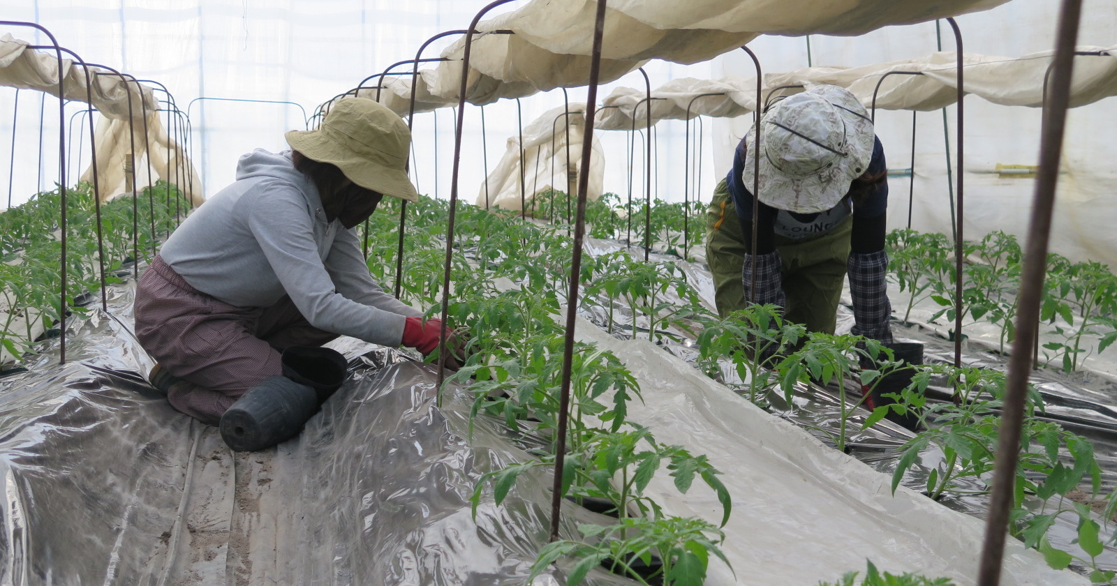 特産トマトの定植作業が2月下旬から始まりました！