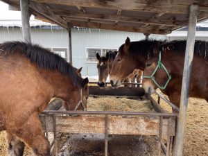 成長した馬