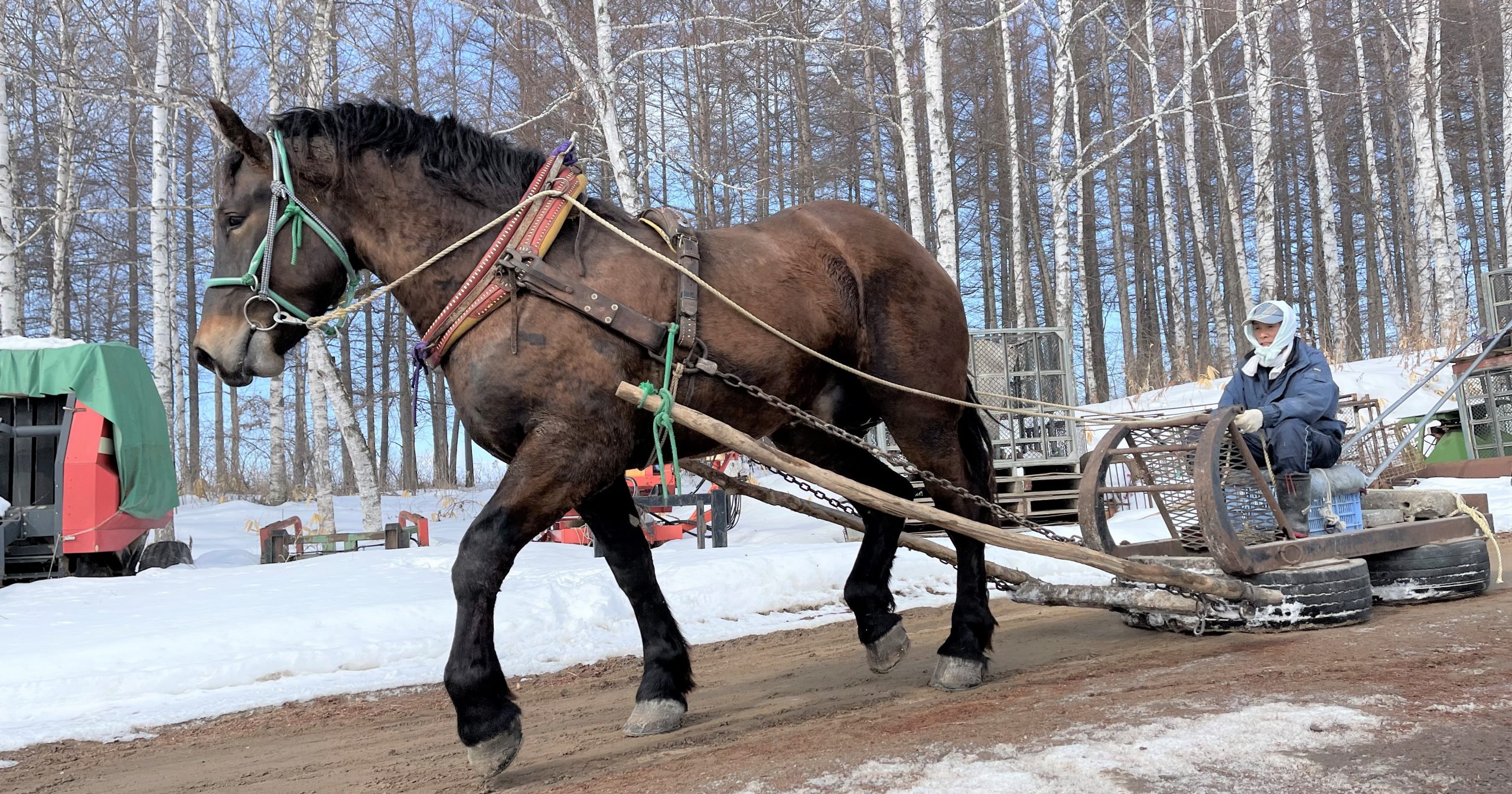 ばんえい競馬で活躍する馬を育てる！ ばん馬への道のり