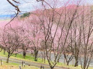 上常呂金比羅山の桜