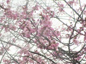 上常呂金比羅山の桜2