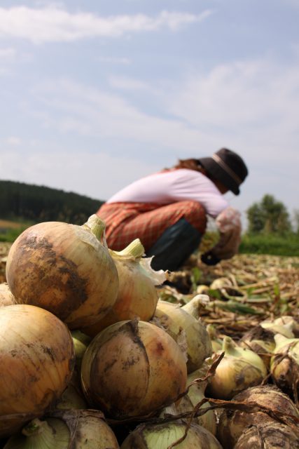 地産地消の取り組み 学校給食で玉ねぎやじゃがいもを通年提供しています Jaきたみらい