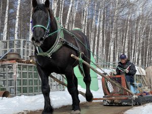 ばん馬