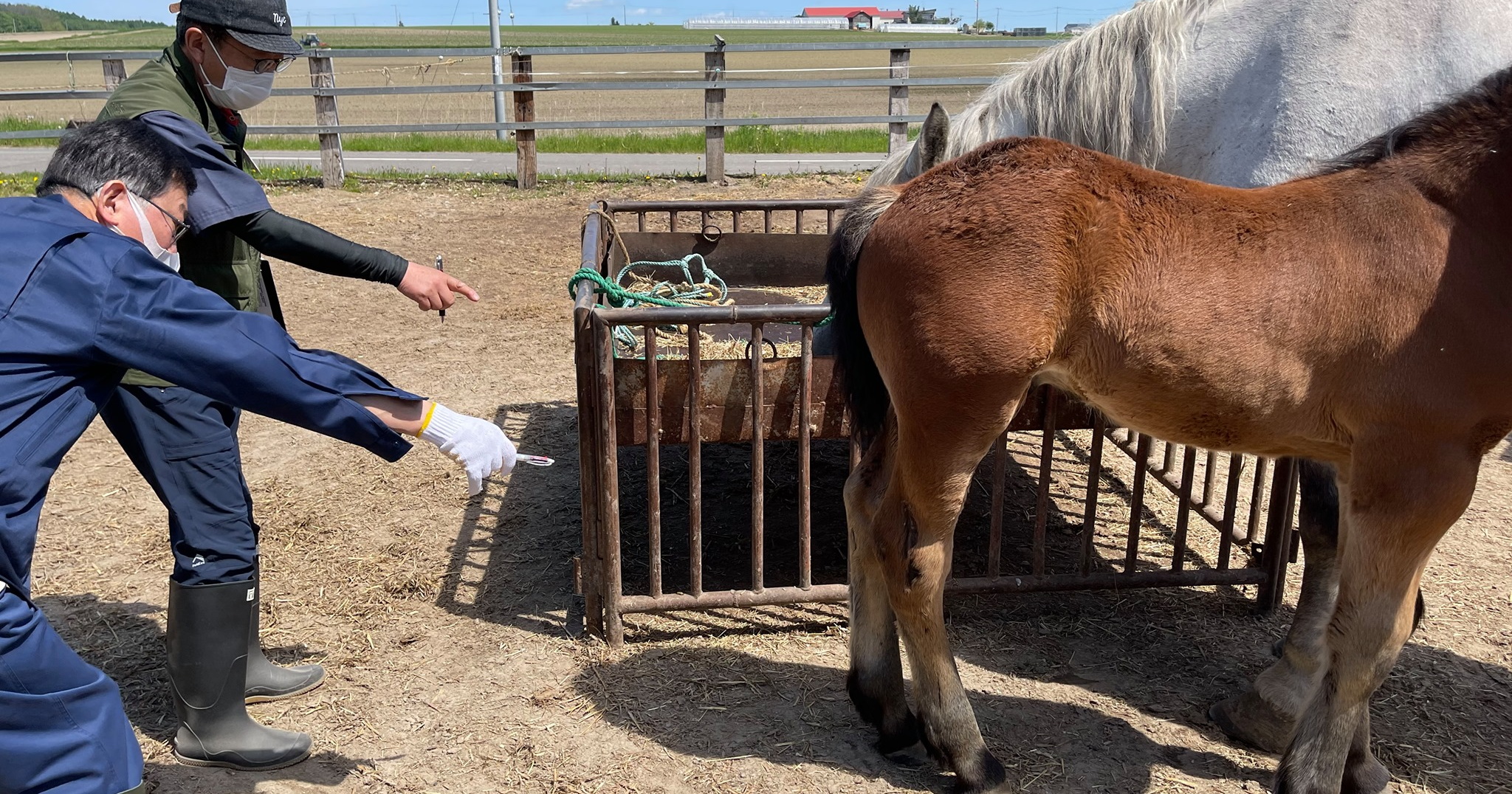 【マメ知識】馬の特徴を登録！ 馬の模様には名前があるって知っていますか？