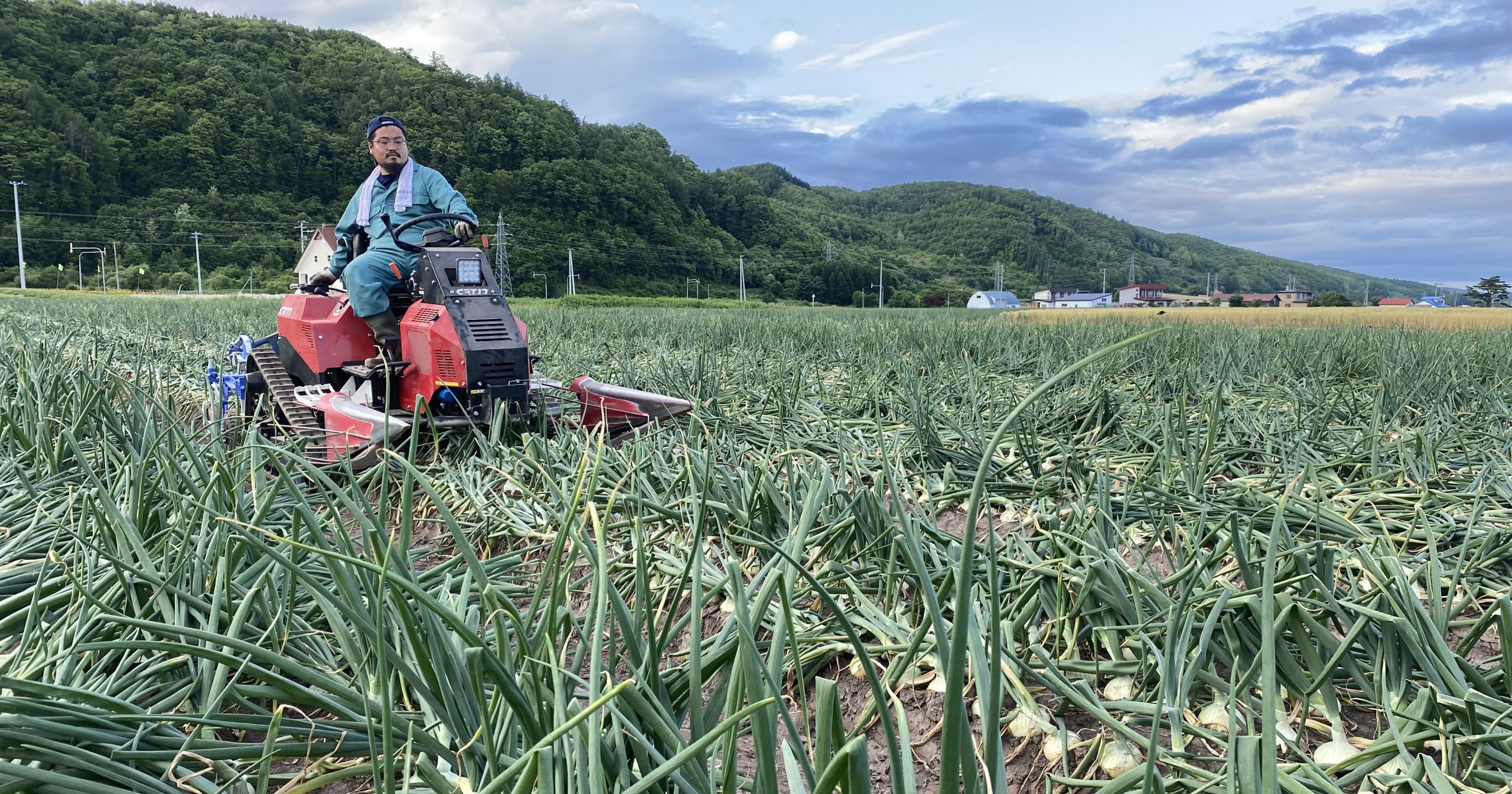 本年産の玉ねぎの根切り作業が7月上旬から始まっています！