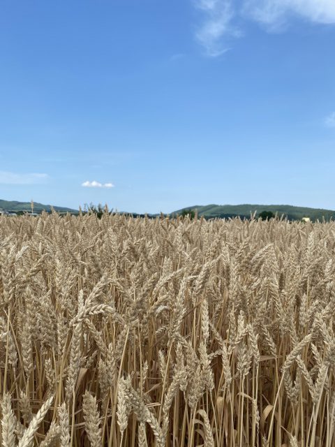 秋まき小麦