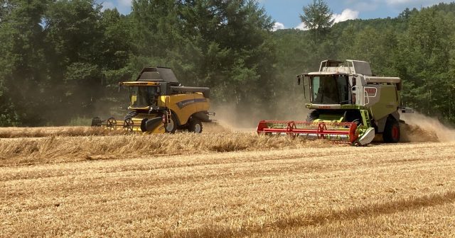 短期決戦！ 秋まき小麦「きたほなみ」収穫の様子をご紹介します