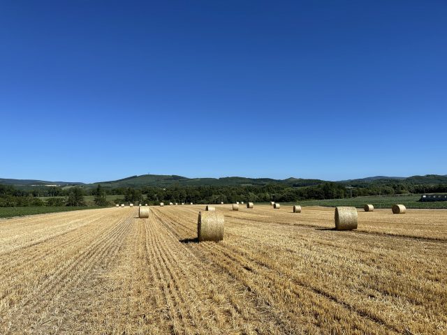 麦稈が並ぶ風景1