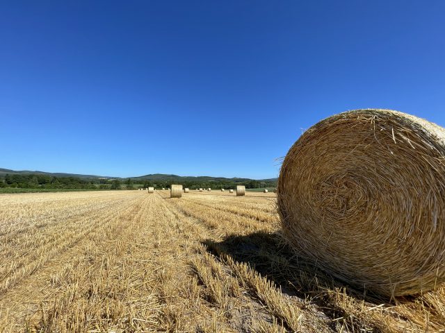 麦稈が並ぶ風景2