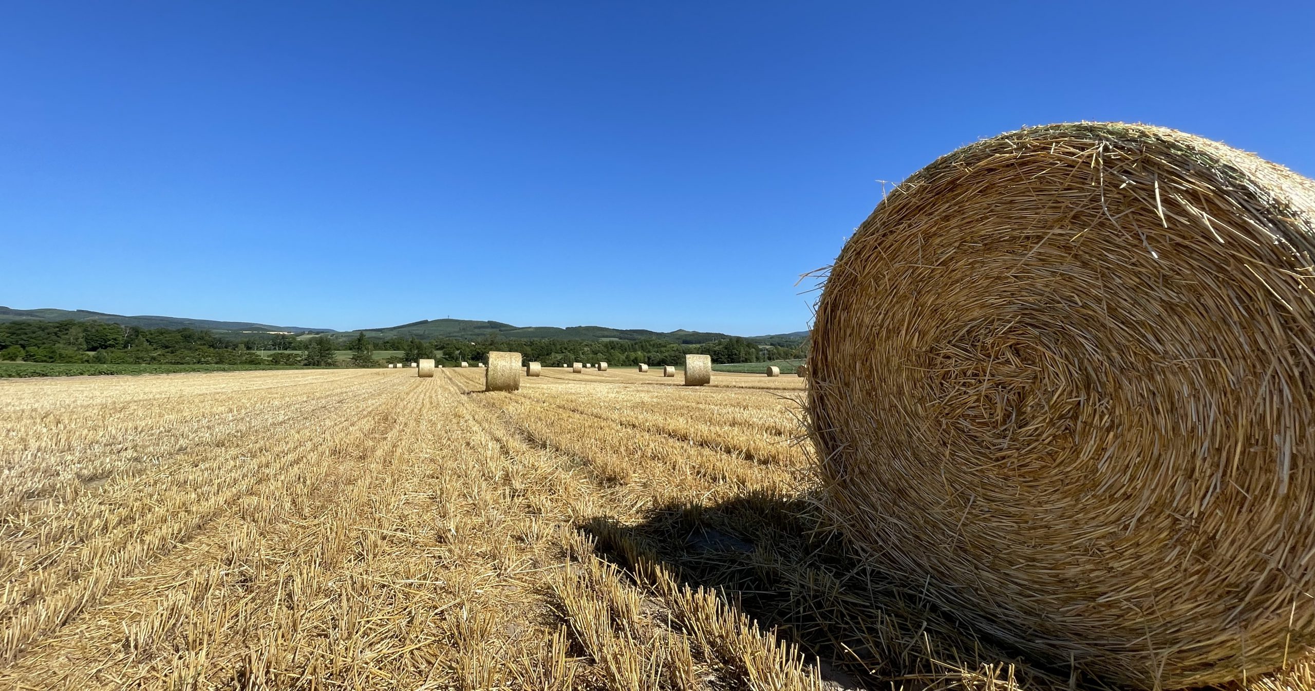 麦畑にぽつぽつ並ぶ「麦稈（ばっかん）」の収穫作業を見に行こう！