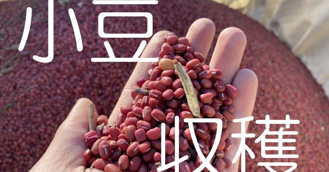 甘い和菓子にはかかせない「小豆」の機械収穫の様子を動画でお届けします