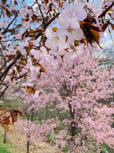 金刀比羅さくら公園