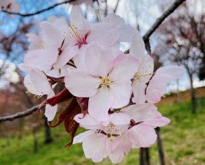 金刀比羅さくら公園3