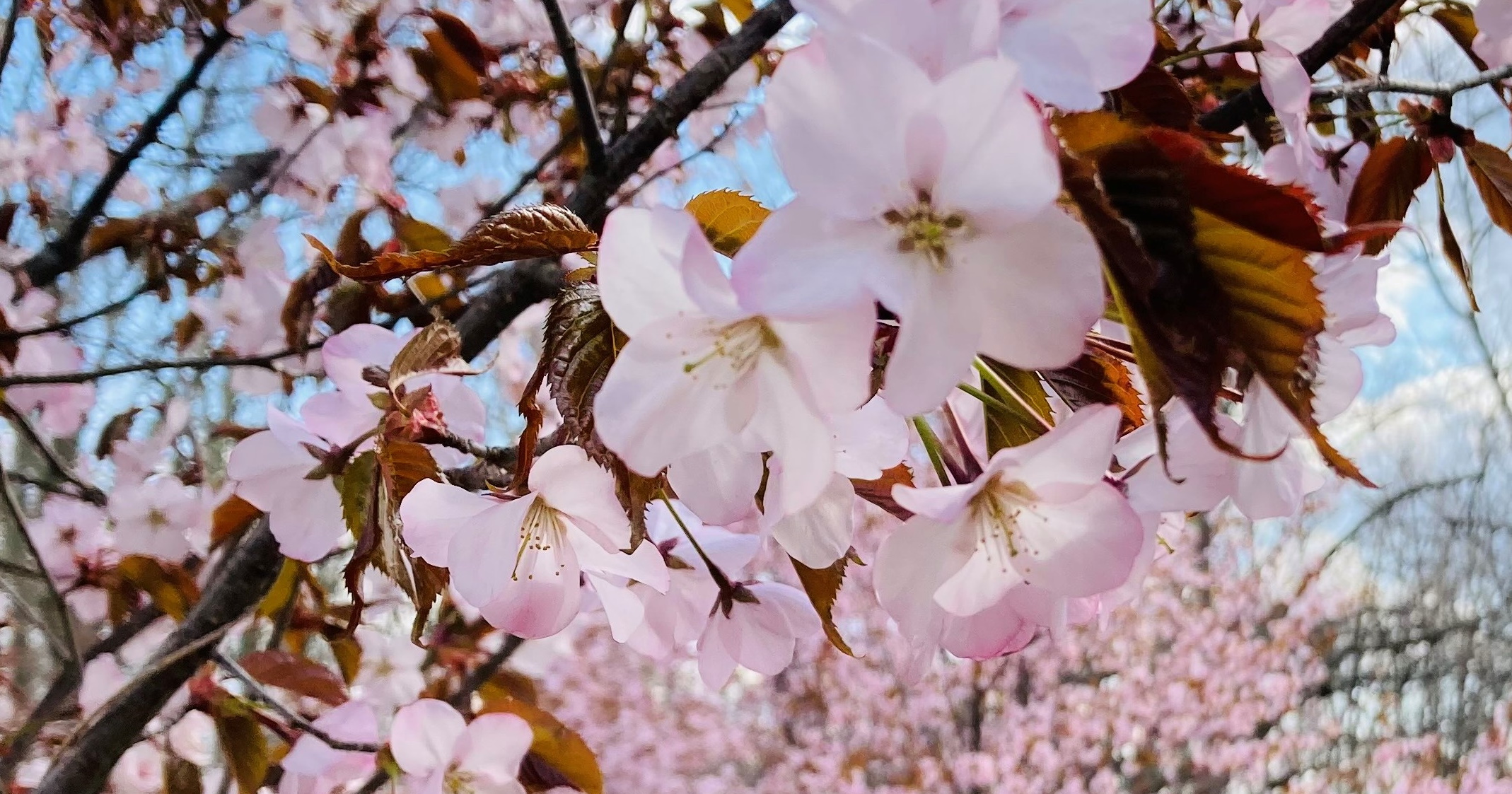 きたみらい地域の桜の名所「金刀比羅さくら公園」より春の風景をお届けします