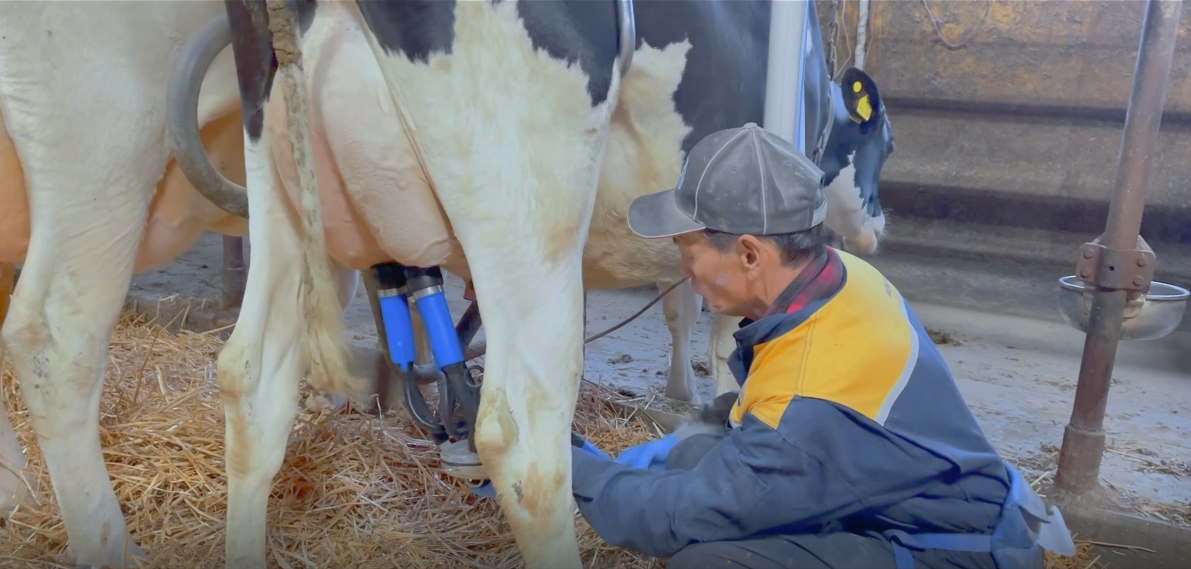 牛乳消費拡大運動PR動画第2弾！ きたみらい酪農青年部の片桐部長が登場しています