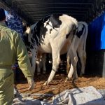 訓子府町営牧場の退牧作業