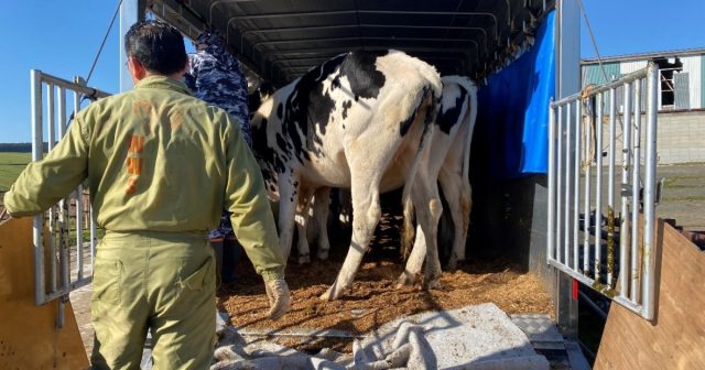 訓子府町営牧場の退牧作業