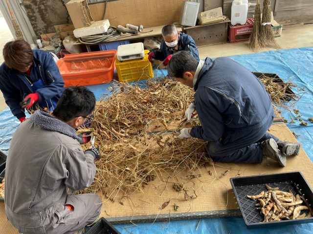 白花豆の収量調査