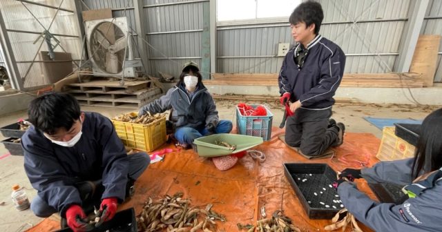 白花豆の収量調査