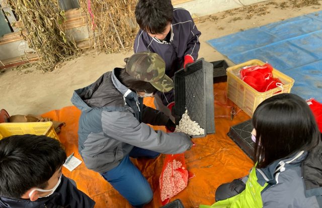 白花豆の収量調査