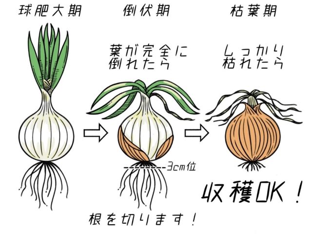 玉ねぎ収穫