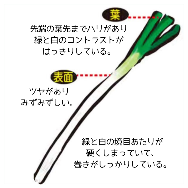 美味しい長ねぎの見分け方