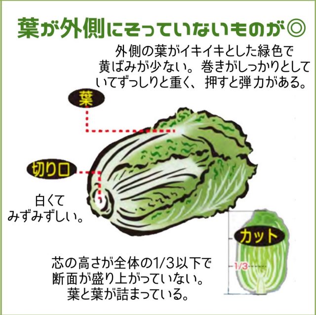 美味しい白菜の見分け方