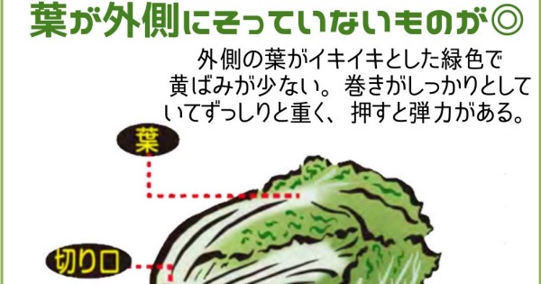 美味しい鍋野菜の見分け方