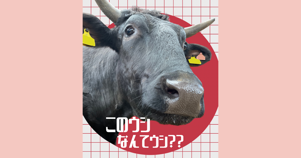 このウシ、なんてウシ？2