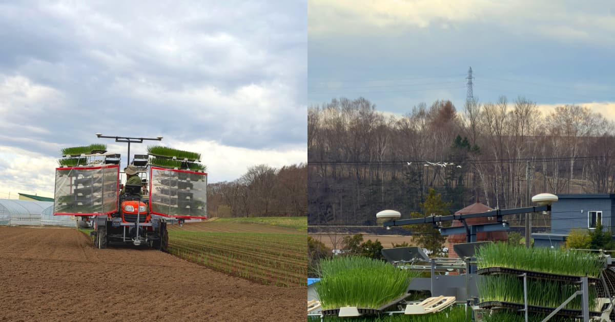 玉葱移植作業がついに始まりました。