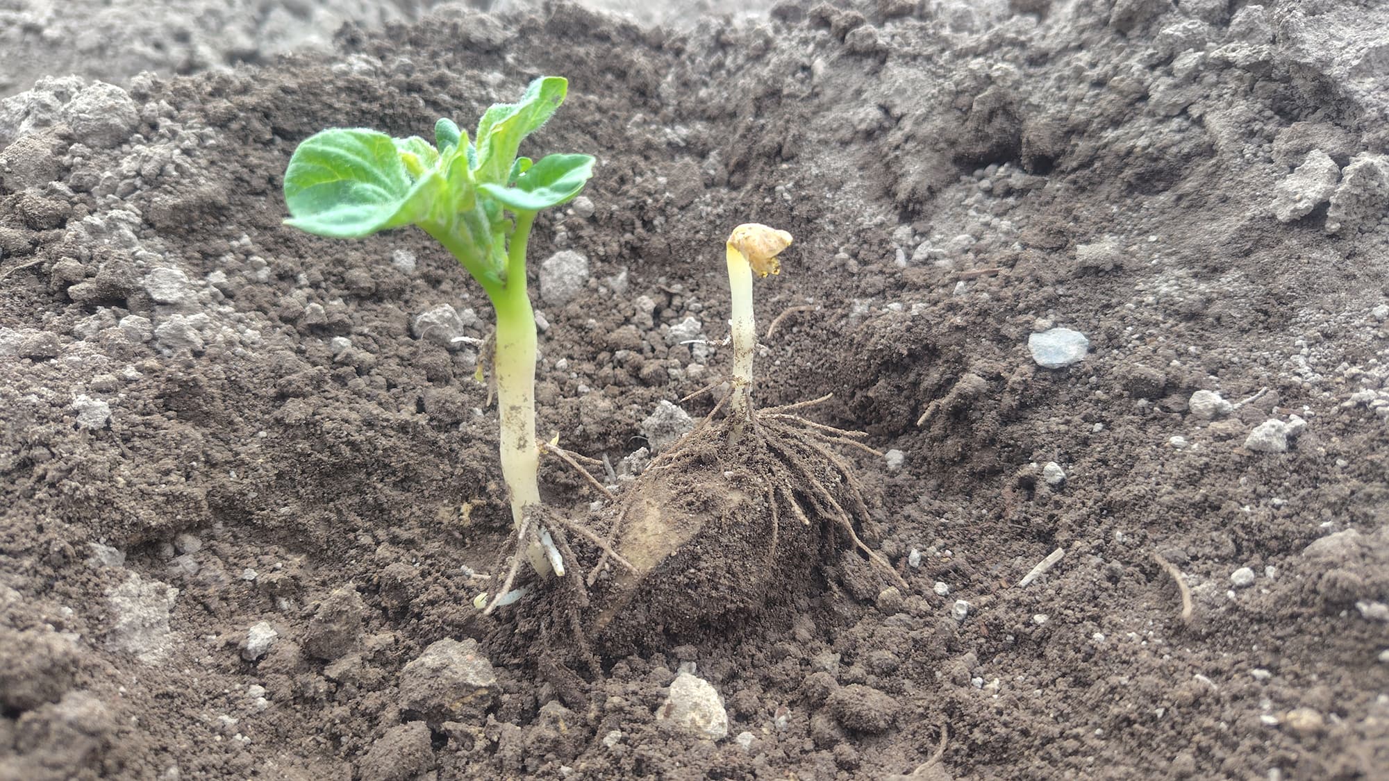 馬鈴薯の植え付けの様子