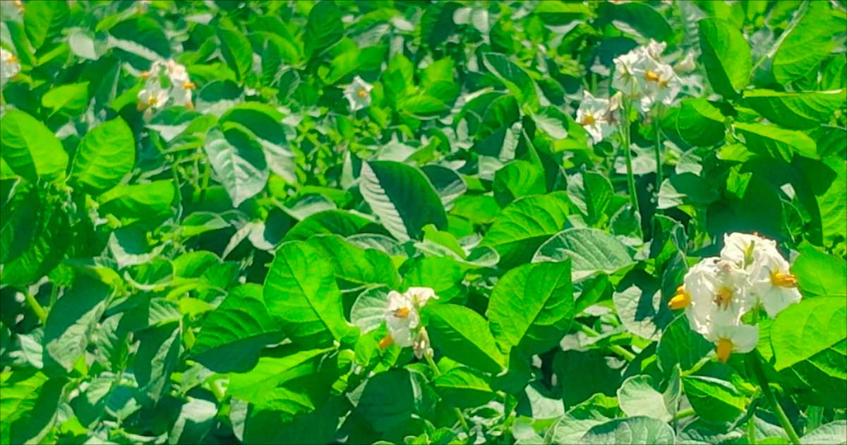 ゆめいころ 生育日記🌱