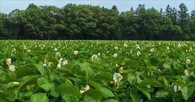 ゆめいころ生育日記🌱