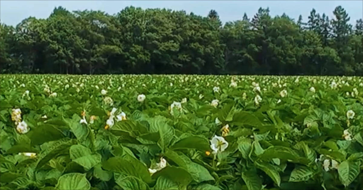 ゆめいころ生育日記🌱